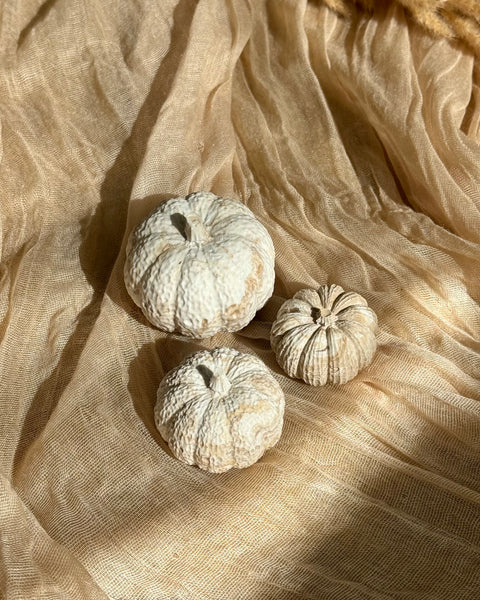 Trio de Courges