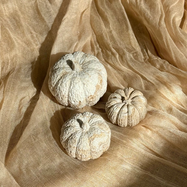 Trio de Courges