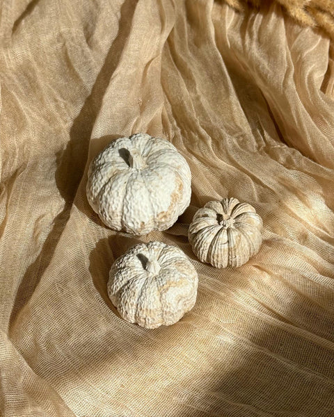 Trio Courges